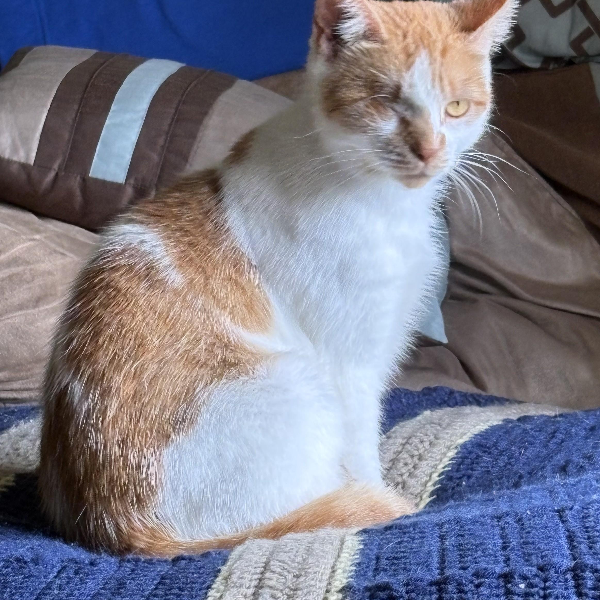 Maple, a ADOPTABLE Domestic Short Hair in Sewell, NJ image 1/2