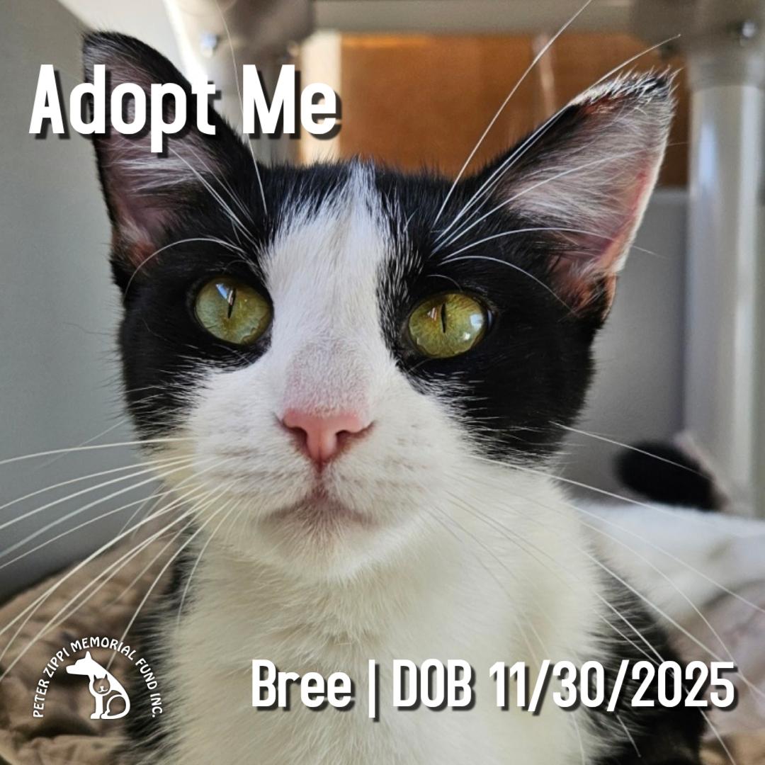 Bree, ADOPTABLE, Young Female Domestic Short Hair & Tuxedo.