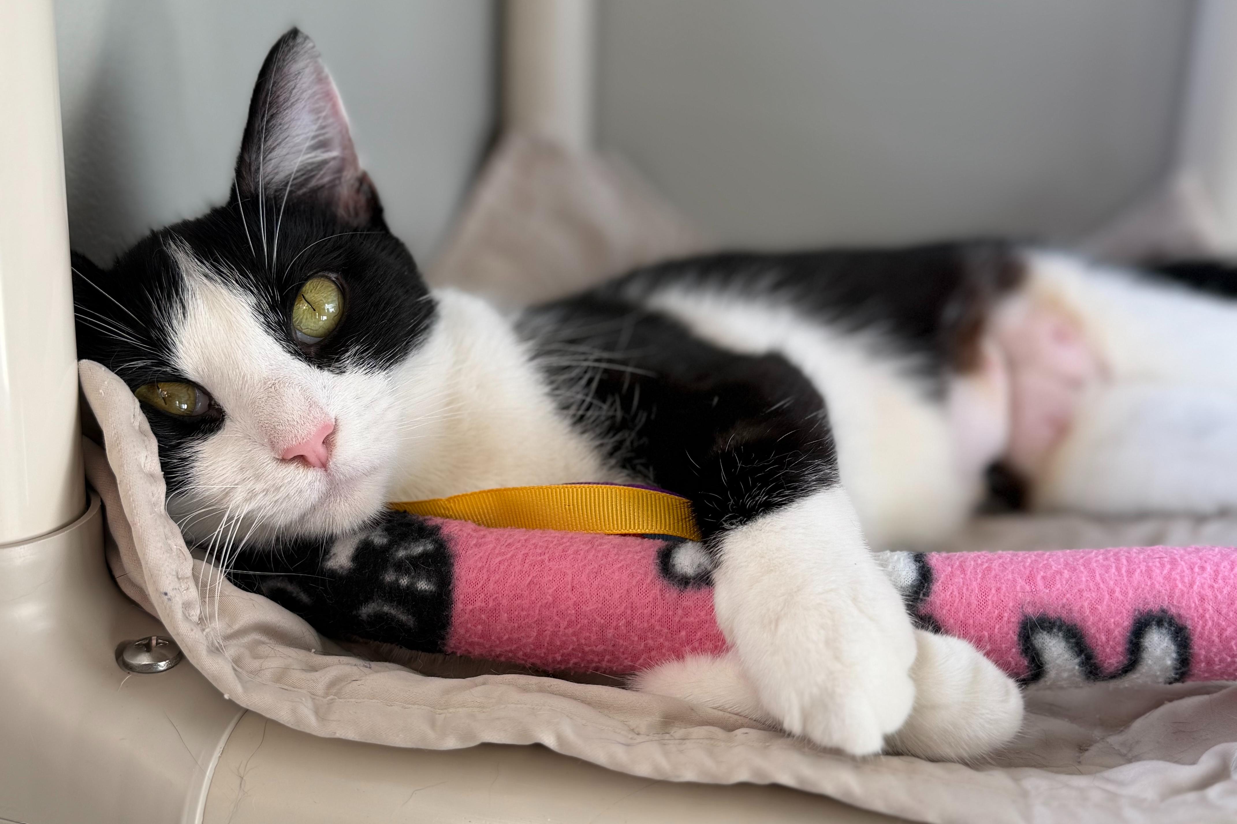 Bree, a ADOPTABLE mixed breed in Hermosa Beach, CA image 3/6