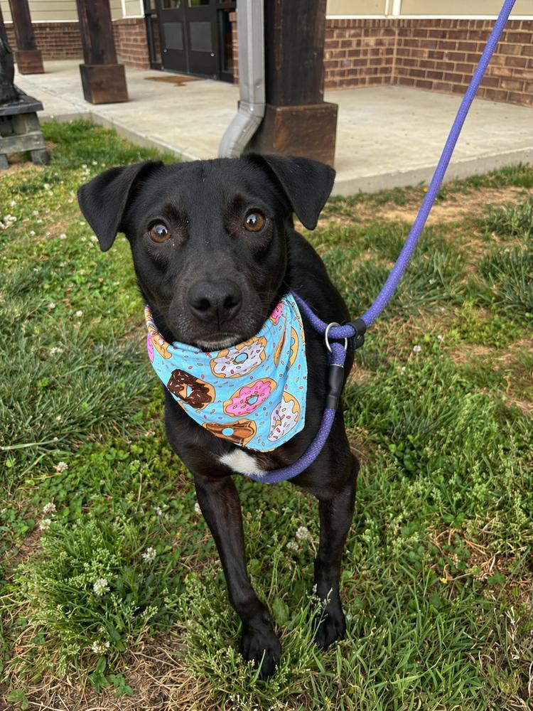 Gadget, a Adoptable mixed breed in Dickson, TN image 2/2