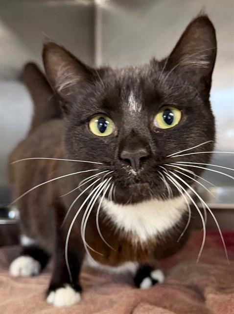 LYDIA, Adoptable, Young Female Domestic Short Hair.