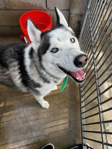Robbie, a Adoptable Husky in rowland heights, CA image 3/3