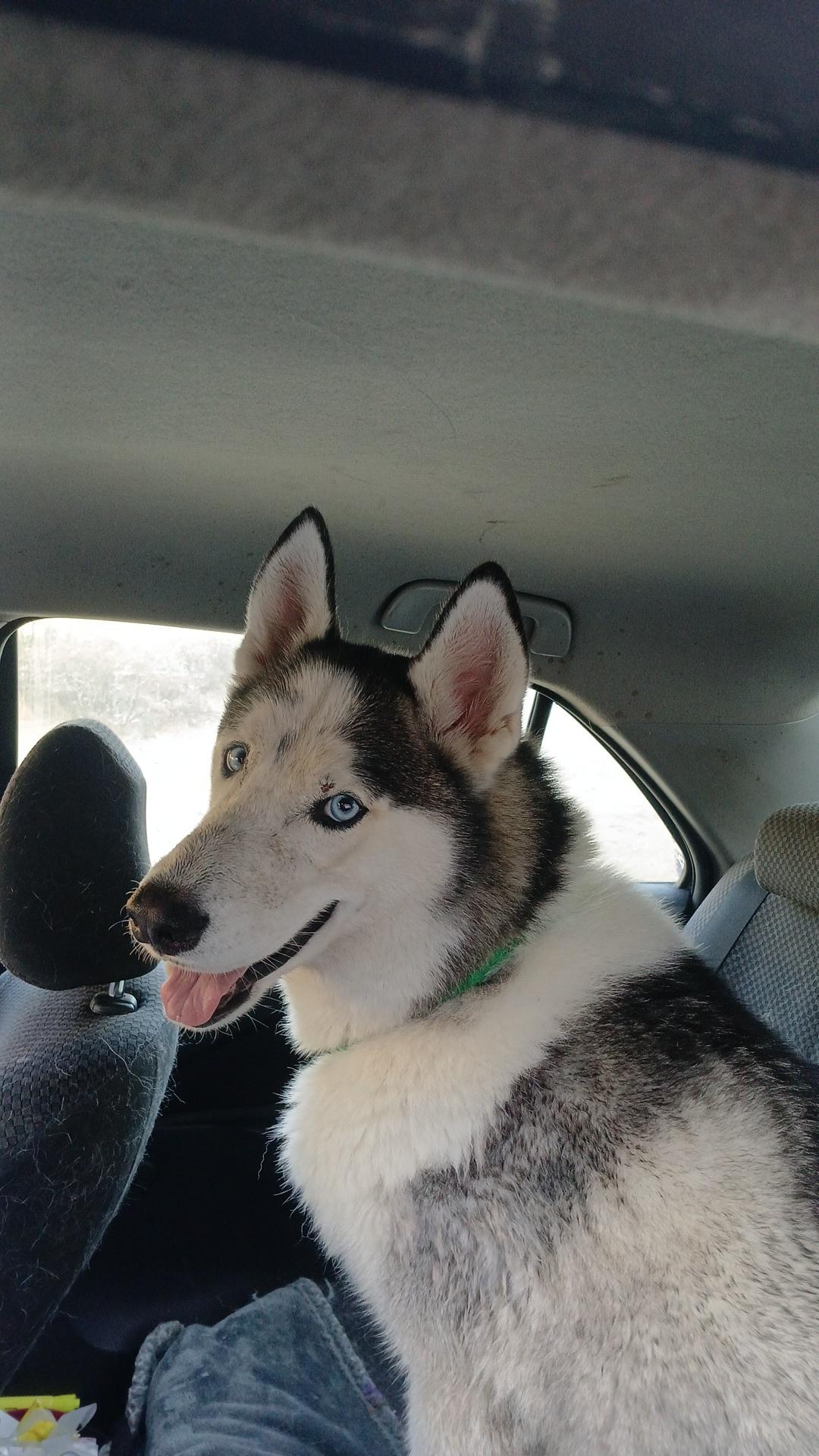 Robbie, a Adoptable Husky in rowland heights, CA image 1/3