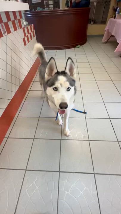 Enlarge Robbie, a Adoptable Husky in rowland heights, CA video 2/3