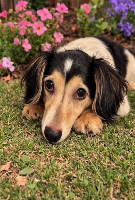 Sky (Coming Soon!), ADOPTABLE, Adult Female Dachshund.