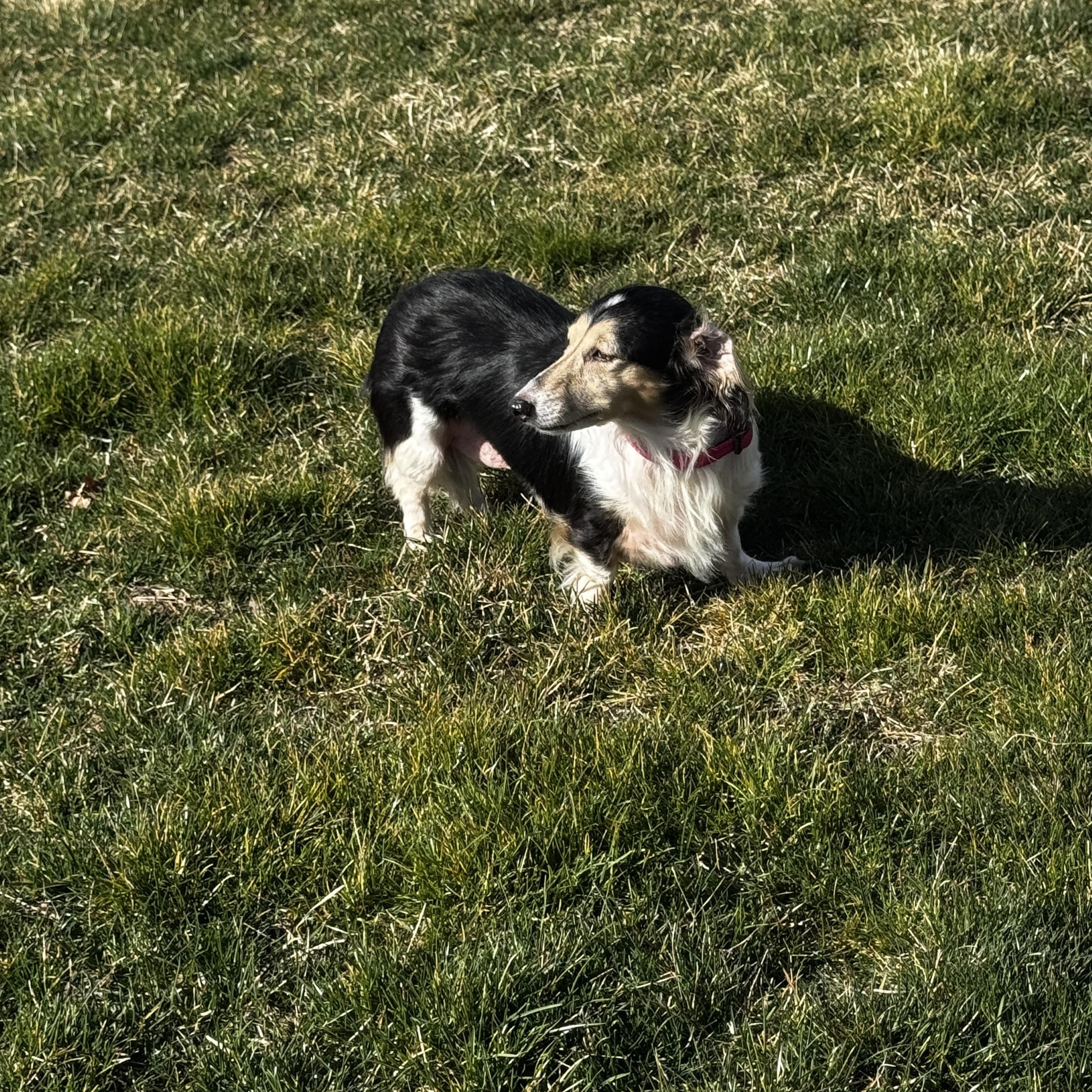 Enlarge Sky (Coming Soon!), a ADOPTABLE Dachshund in Portland, OR image 4/6