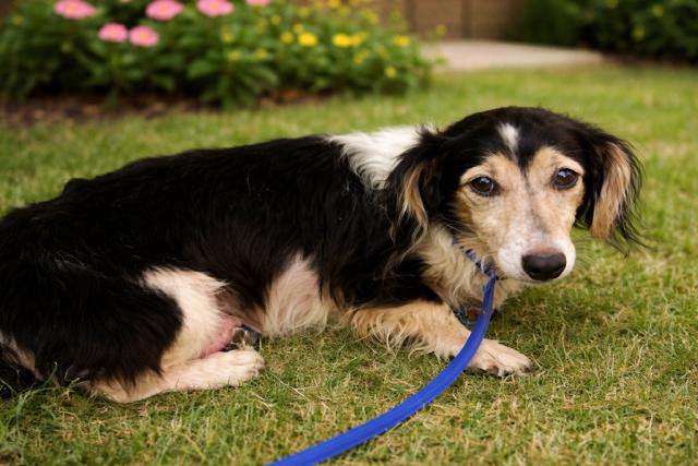 Enlarge Sky (Coming Soon!), a ADOPTABLE Dachshund in Portland, OR image 2/6
