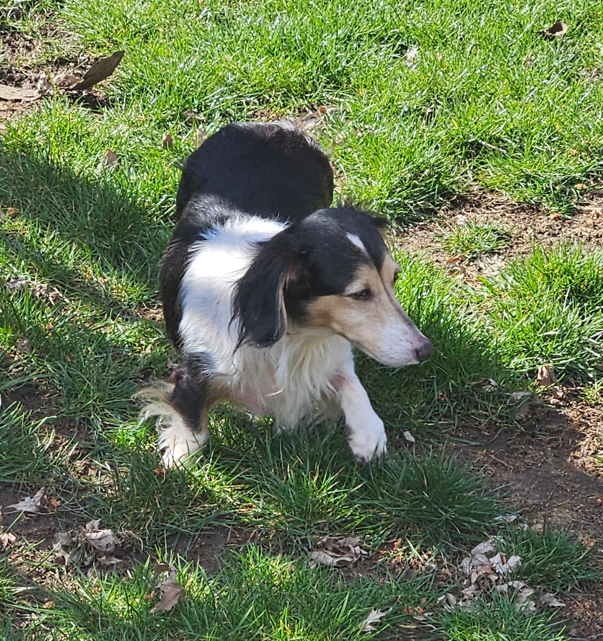 Enlarge Sky (Coming Soon!), a ADOPTABLE Dachshund in Portland, OR image 3/6