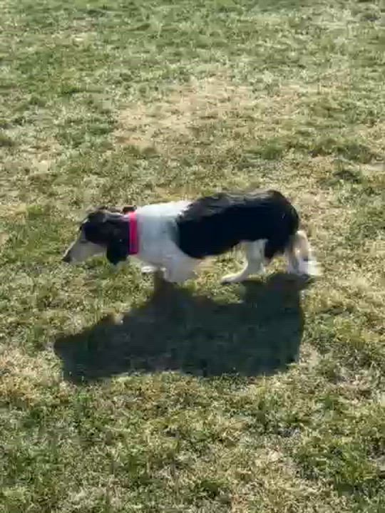 Enlarge Sky (Coming Soon!), a ADOPTABLE Dachshund in Portland, OR video 6/6