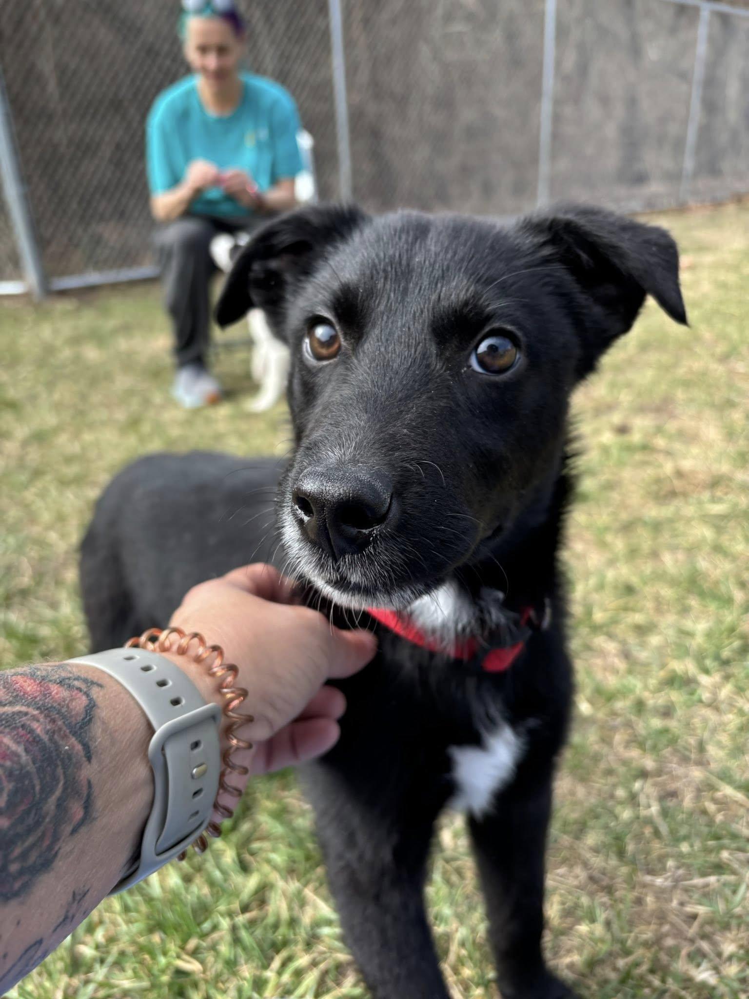 Parker , ADOPTABLE, Puppy Male Pit Bull Terrier.