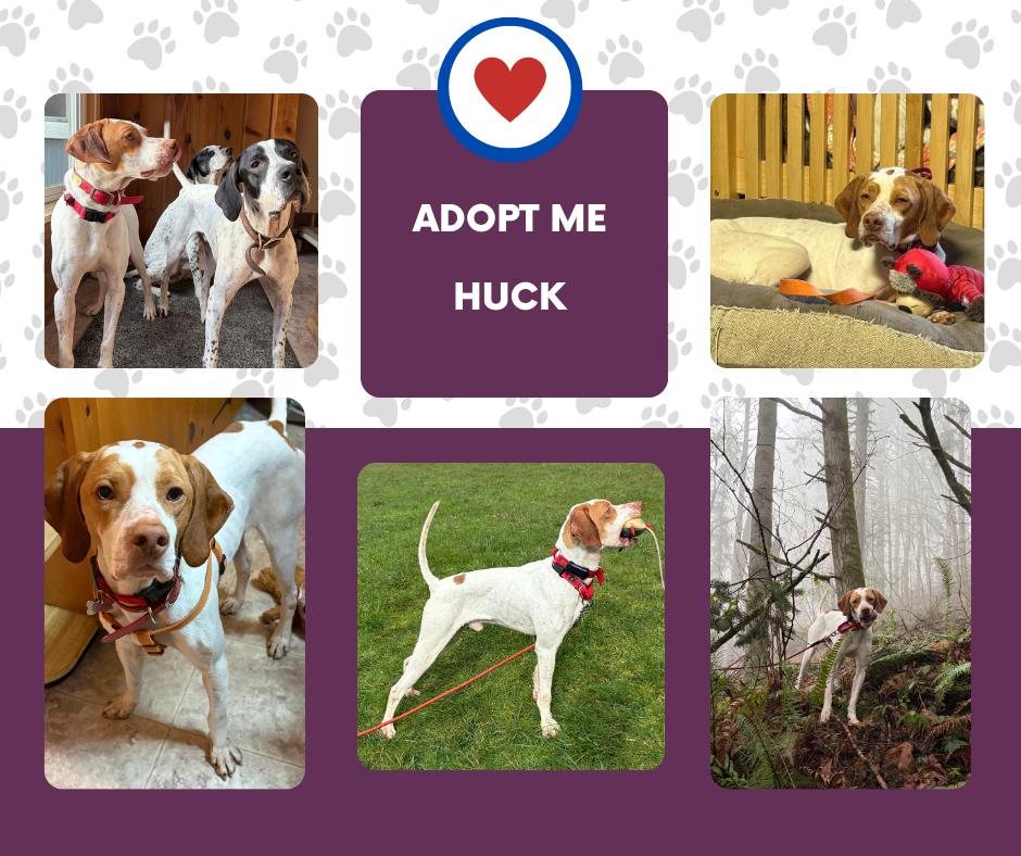 Enlarge Huck (WA), a ADOPTABLE English Pointer in Bridgeton, NJ image 1/1