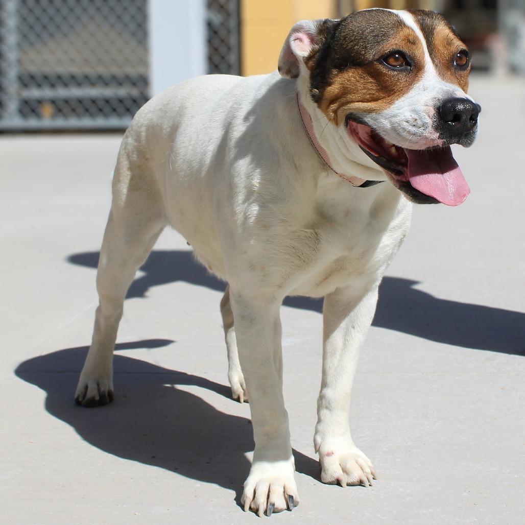 Birdie, Adoptable, Adult Female Mixed Breed.