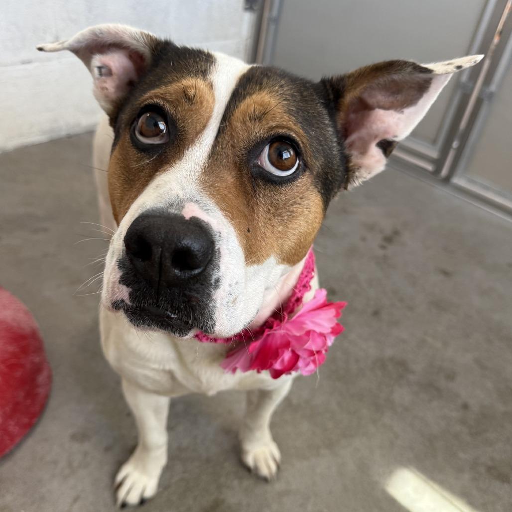 Enlarge Birdie, a Adoptable Mixed Breed in Las Cruces, NM image 2/5