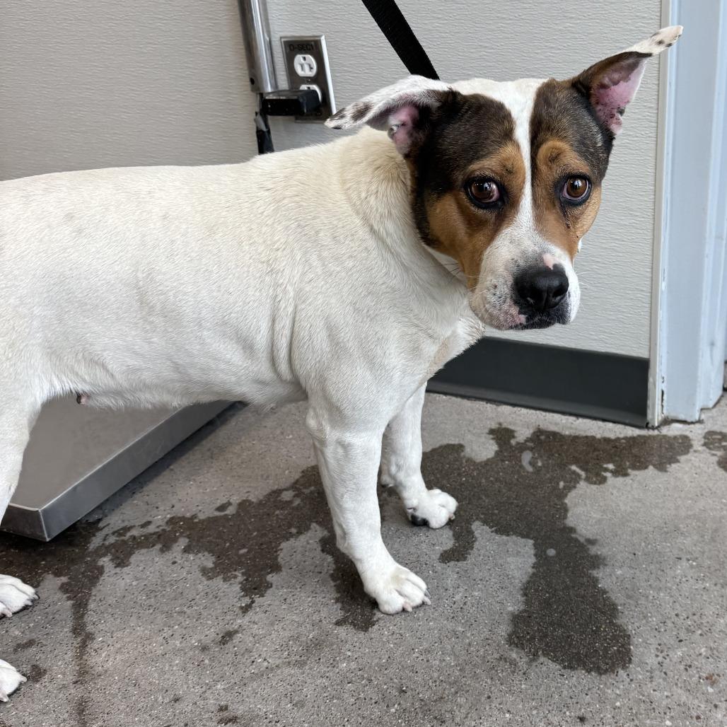 Enlarge Birdie, a Adoptable Mixed Breed in Las Cruces, NM image 3/5