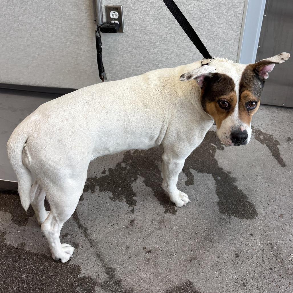 Enlarge Birdie, a Adoptable Mixed Breed in Las Cruces, NM image 4/5