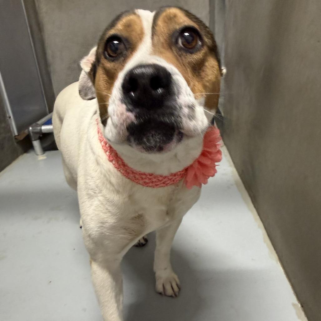 Enlarge Birdie, a Adoptable Mixed Breed in Las Cruces, NM image 5/5