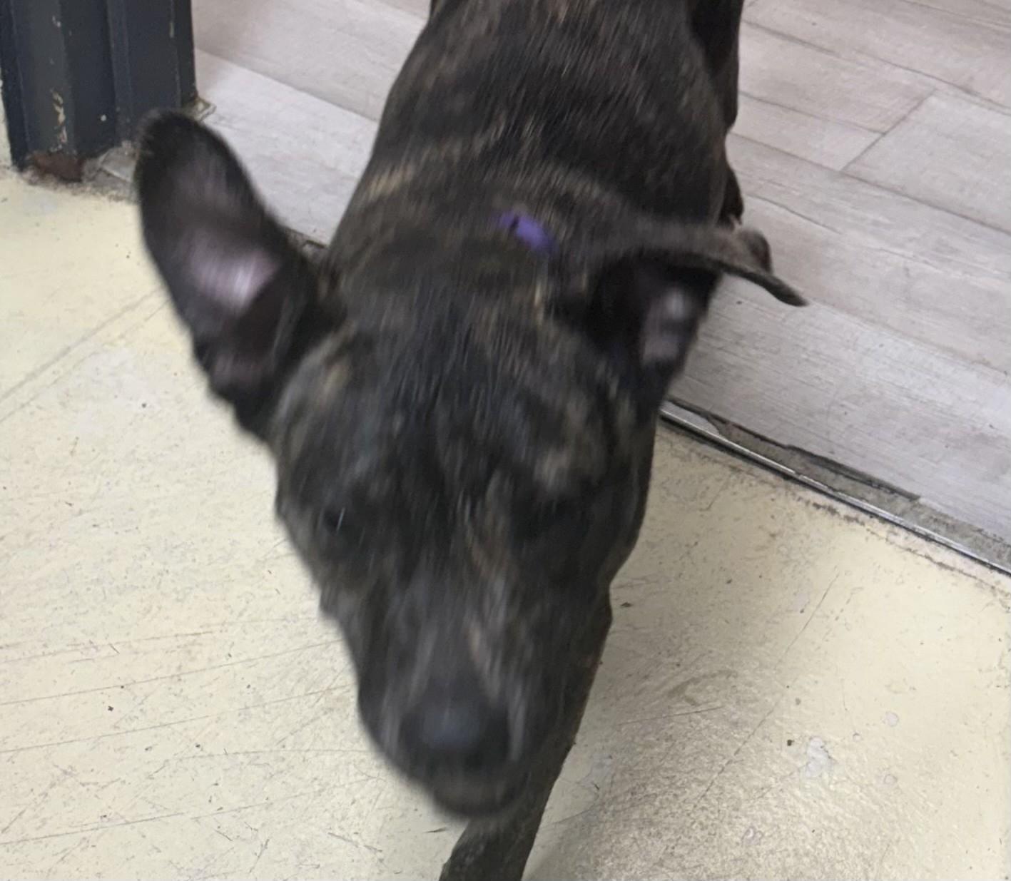 Enlarge MECCA, a Adoptable mixed breed in Paris , TN image 1/1