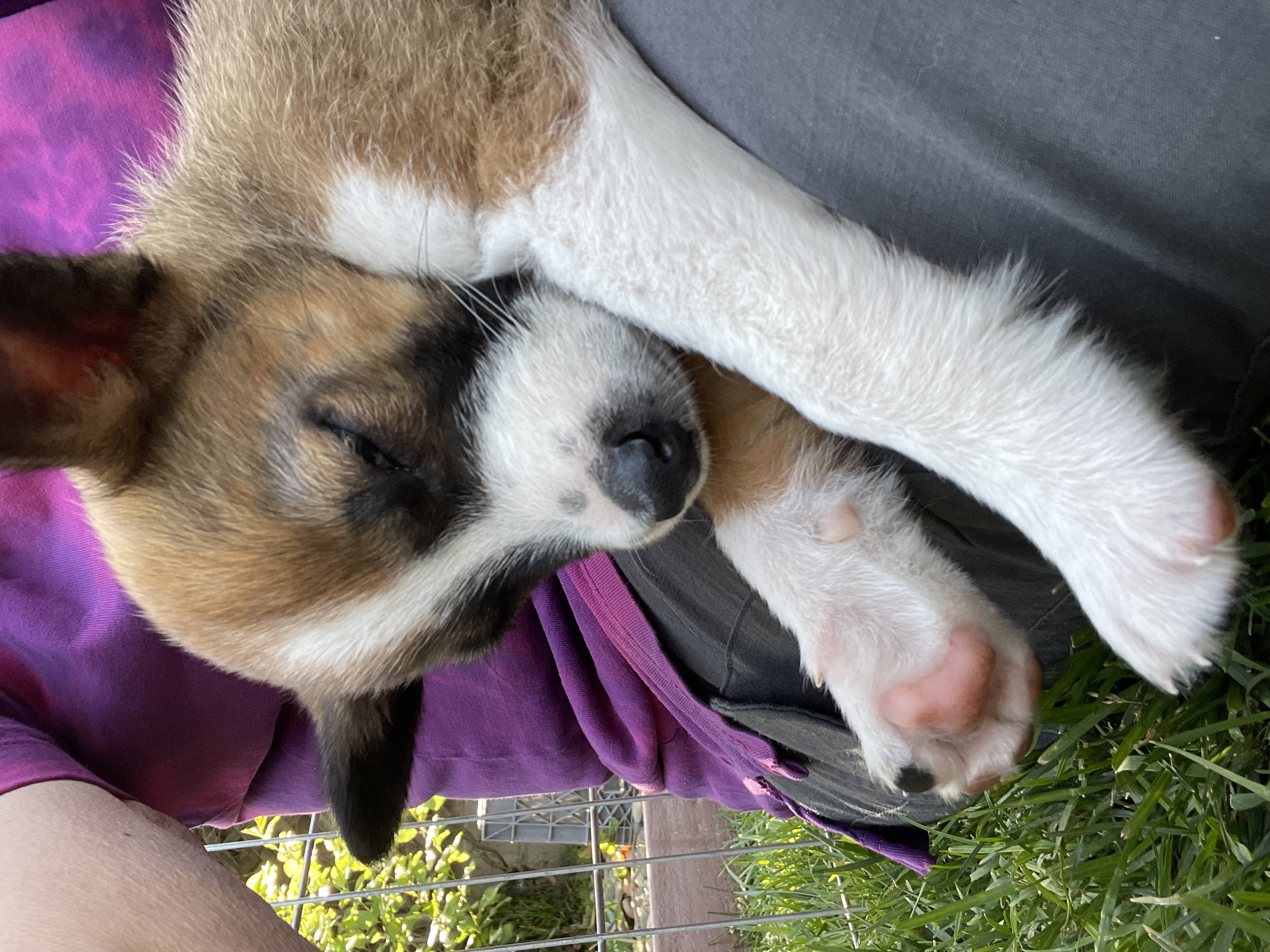 Lacey Lu, a Adopted Border Collie in Santa Maria, CA image 4/6