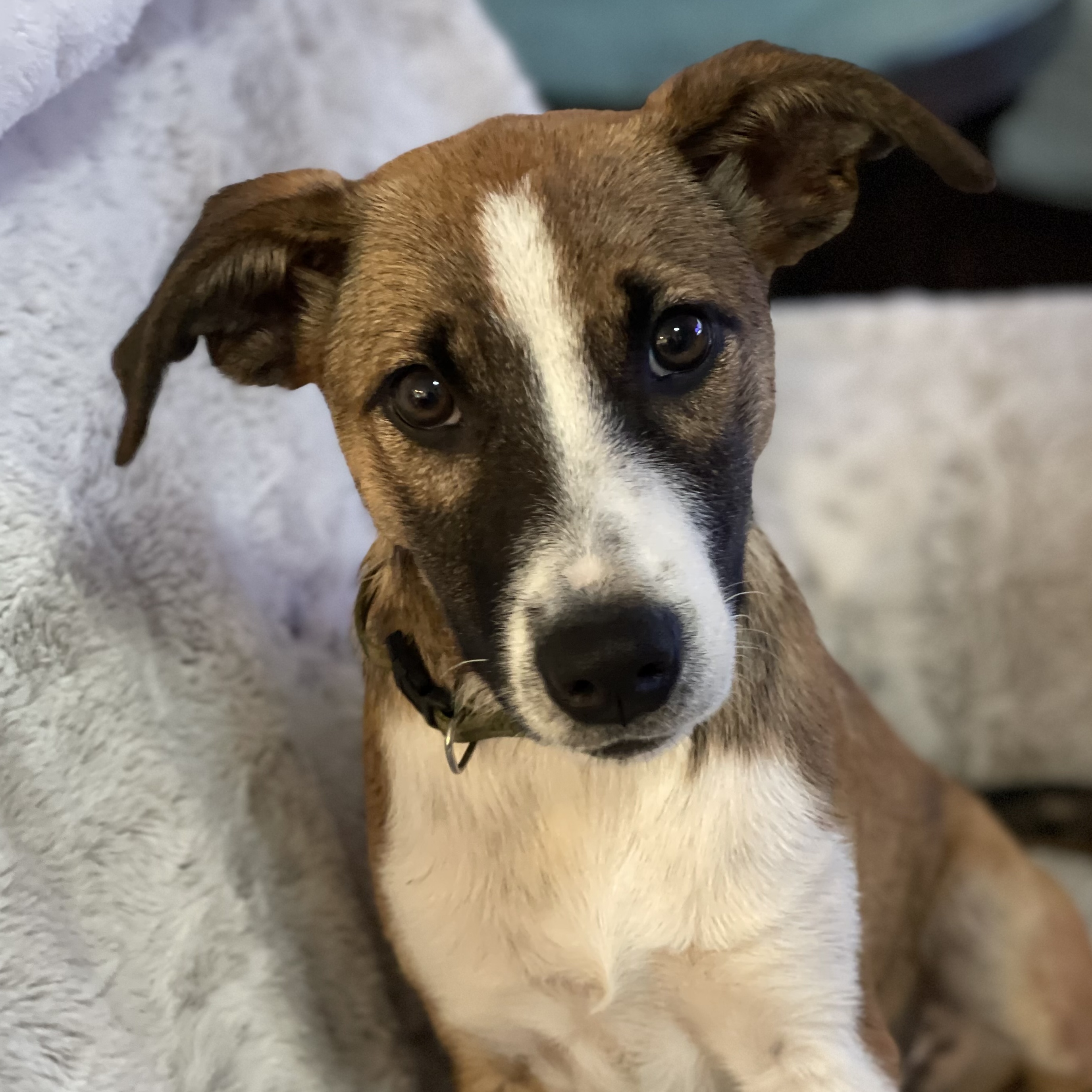 Lacey Lu, a Adopted Border Collie in Santa Maria, CA image 2/6