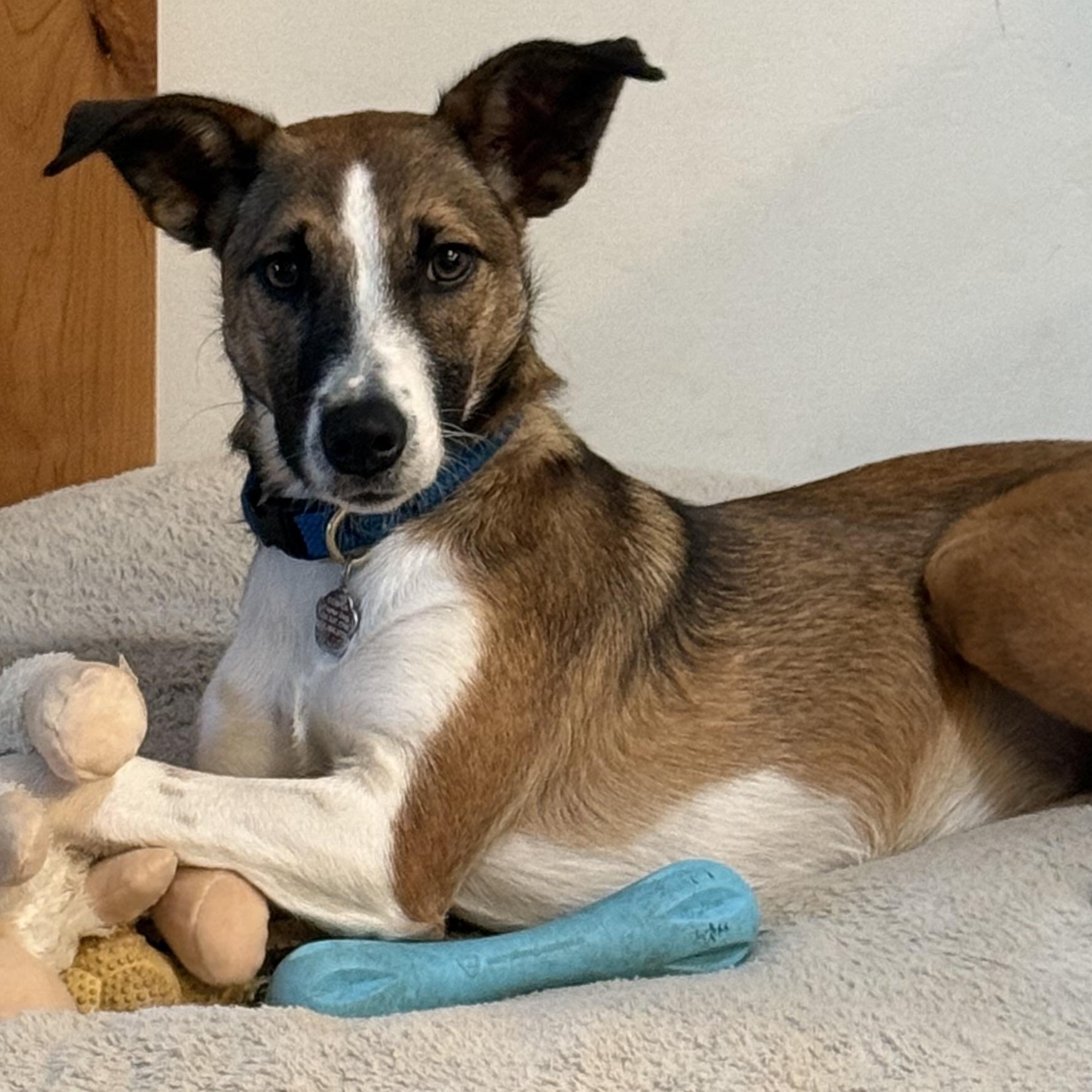 Lacey Lu, a Adopted Border Collie in Santa Maria, CA image 1/6