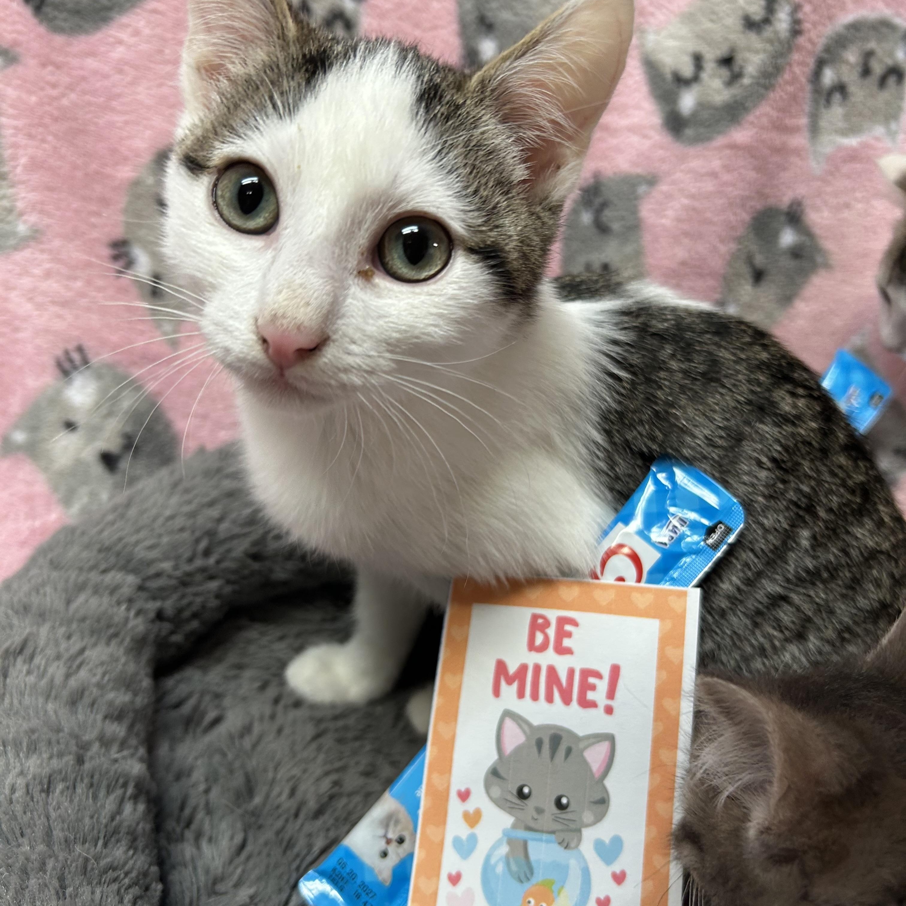 Brooks, ADOPTABLE, Kitten Male Domestic Short Hair.