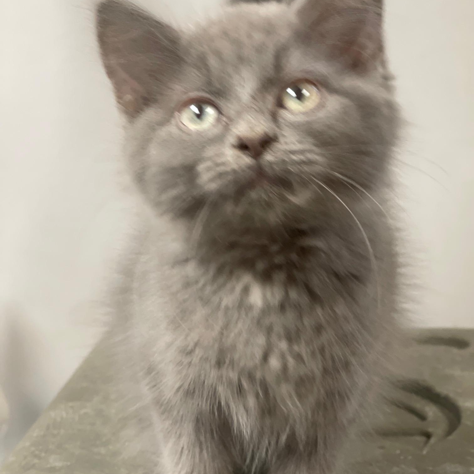 Flax, an adopted mixed breed in Racine, WI image 2/3