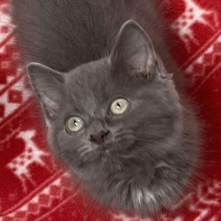 Flax, adopted, Kitten Female Domestic Long Hair.