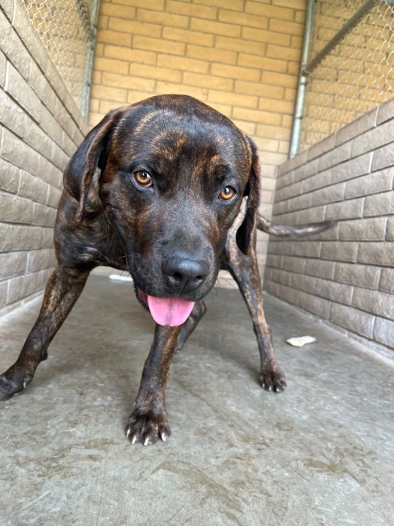 Buster, a Adoptable mixed breed in Phoenix, AZ image 3/4