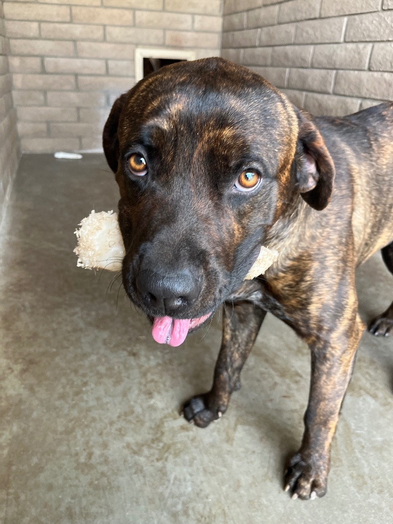 Buster, a Adoptable mixed breed in Phoenix, AZ image 4/4