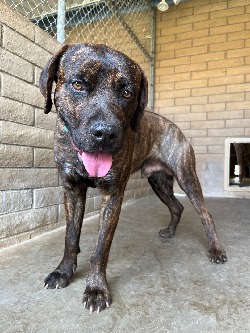 Buster, Adoptable, Young Male Mastiff.