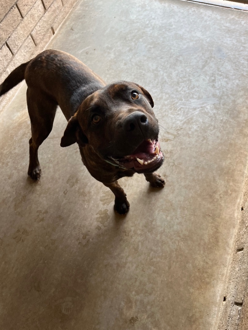 Buster, a Adoptable mixed breed in Phoenix, AZ image 2/4
