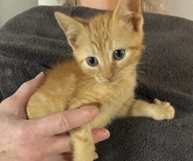 Mr. Yellow, ADOPTABLE, Kitten Male Domestic Short Hair & Tabby.