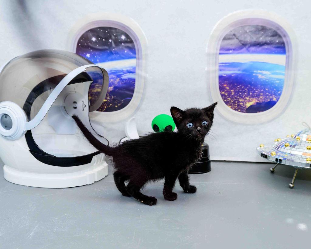 Enlarge Duff, a ADOPTABLE Domestic Short Hair in Jefferson, LA image 5/6