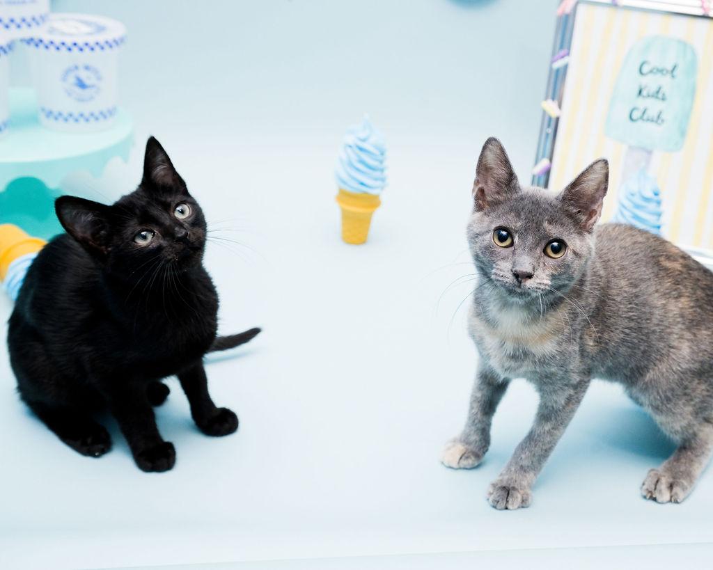 Enlarge Duff, a ADOPTABLE Domestic Short Hair in Jefferson, LA image 2/6