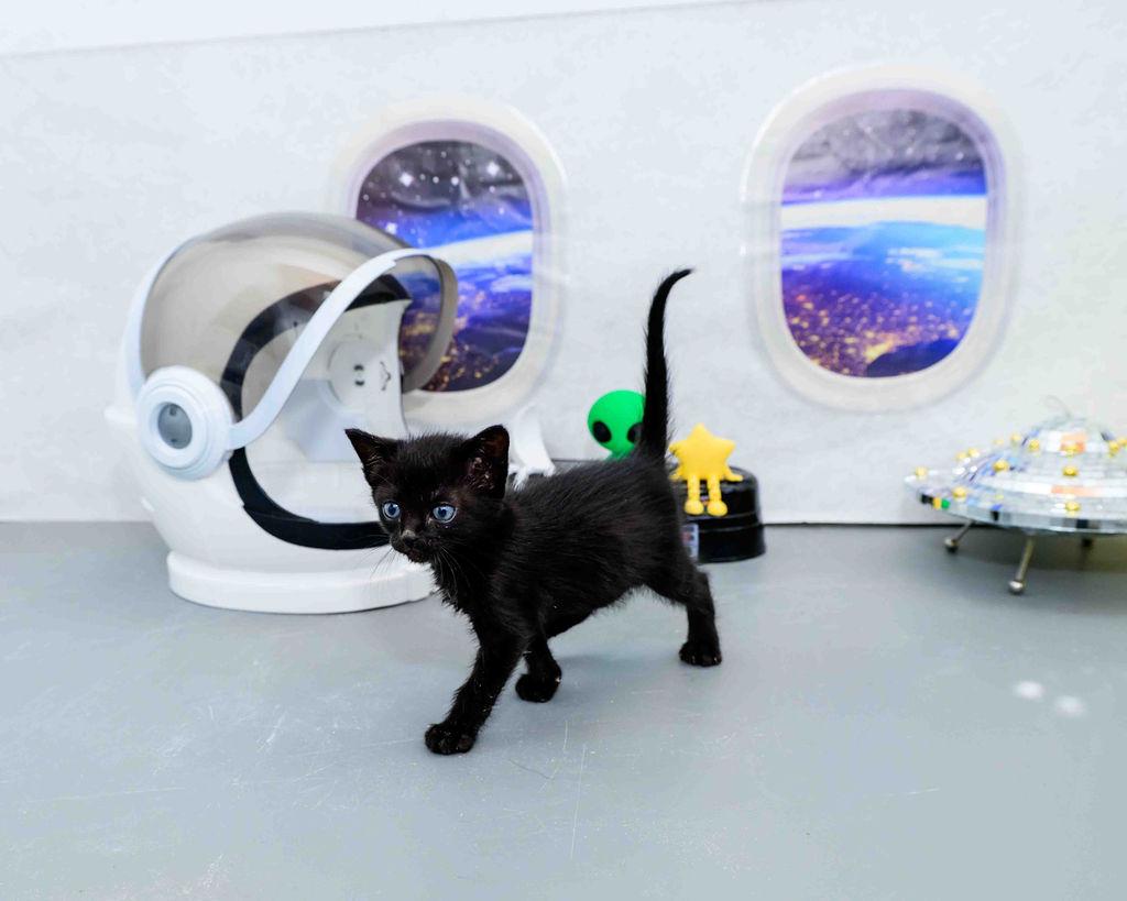 Enlarge Duff, a ADOPTABLE Domestic Short Hair in Jefferson, LA image 6/6