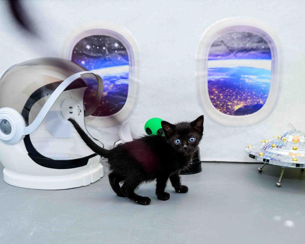 Enlarge Duff, a ADOPTABLE Domestic Short Hair in Jefferson, LA image 4/6