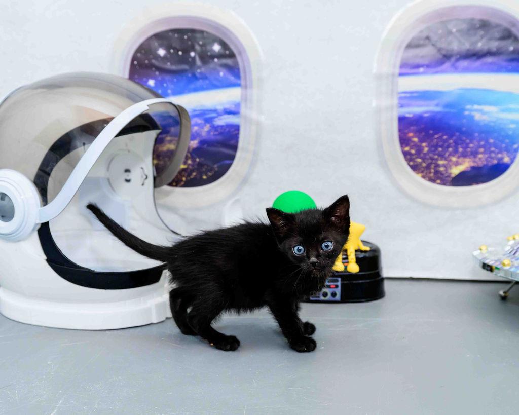 Enlarge Duff, a ADOPTABLE Domestic Short Hair in Jefferson, LA image 3/6