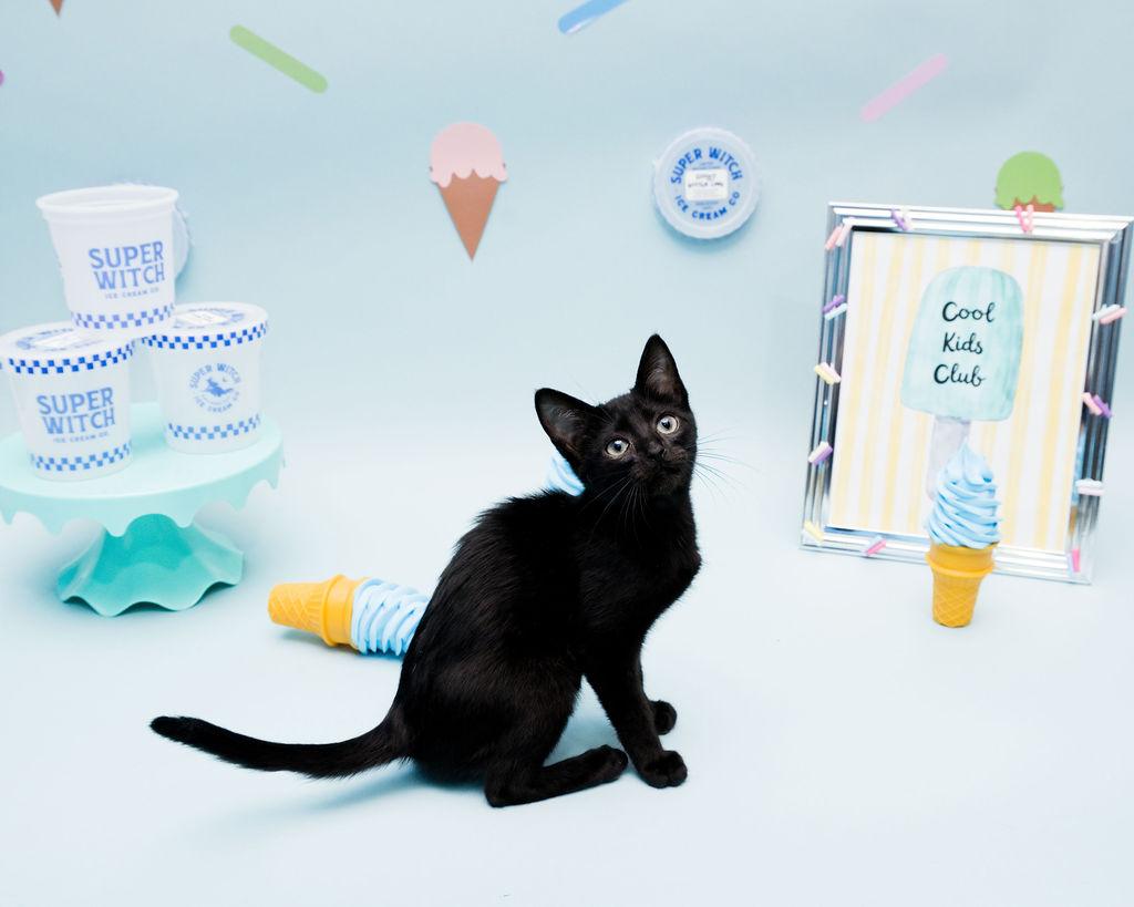 Duff, ADOPTABLE, Kitten Female Domestic Short Hair.