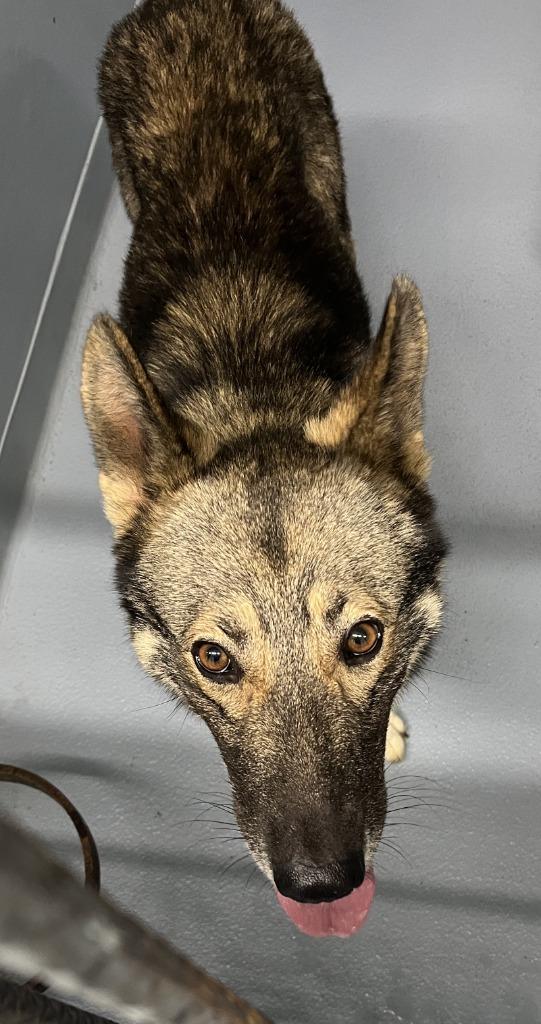 Bay, Adoptable, Young Male German Shepherd Dog.