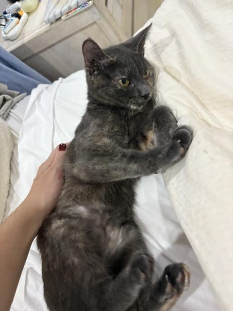 Enlarge Snickers, an adopted Domestic Short Hair in South Ozone Park, NY image 1/6