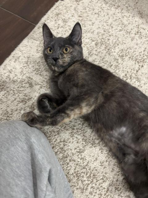 Enlarge Snickers, an adopted Domestic Short Hair in South Ozone Park, NY image 4/6