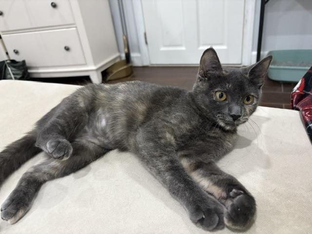 Enlarge Snickers, an adopted Domestic Short Hair in South Ozone Park, NY image 5/6