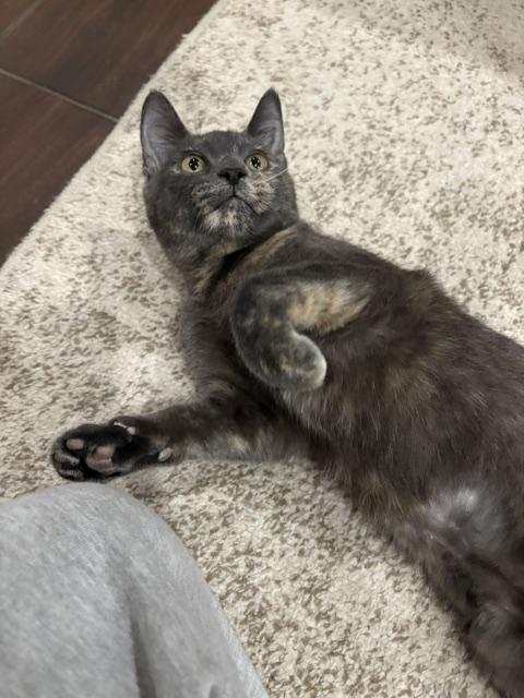 Enlarge Snickers, an adopted Domestic Short Hair in South Ozone Park, NY image 6/6