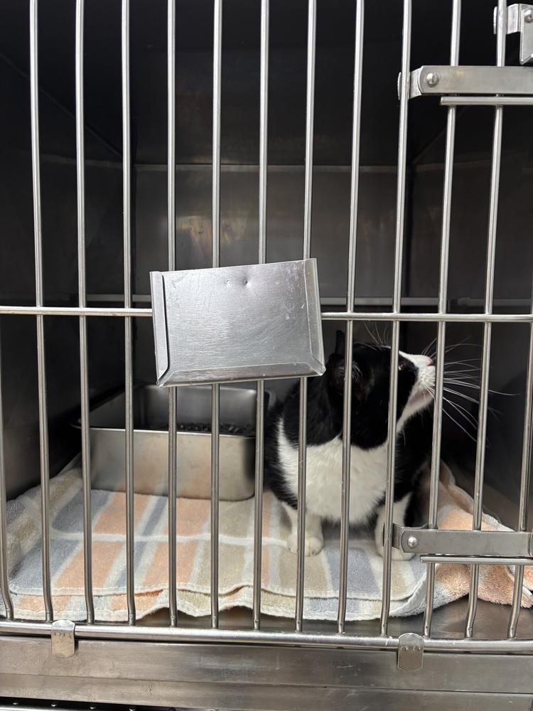 Enlarge DJ Oreo McFlurry (FIV+), a Adoptable mixed breed in Plymouth, MI image 1/5