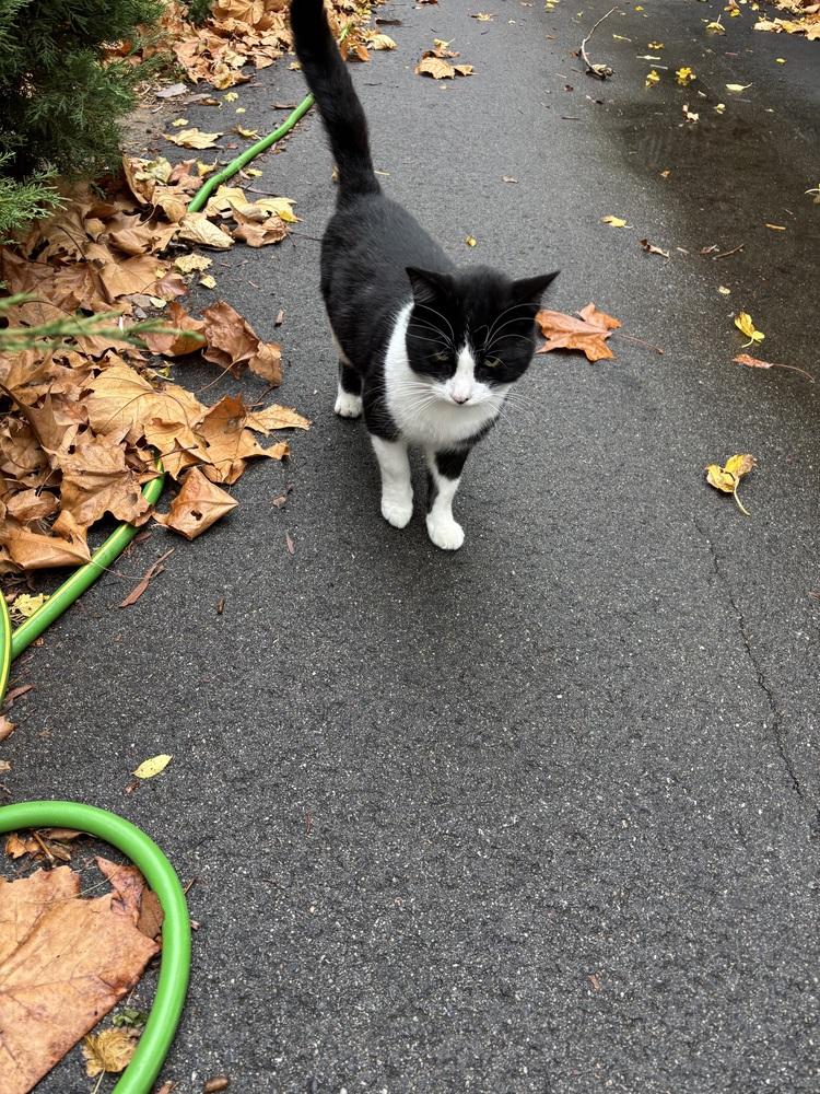Enlarge DJ Oreo McFlurry (FIV+), a Adoptable mixed breed in Plymouth, MI image 2/5