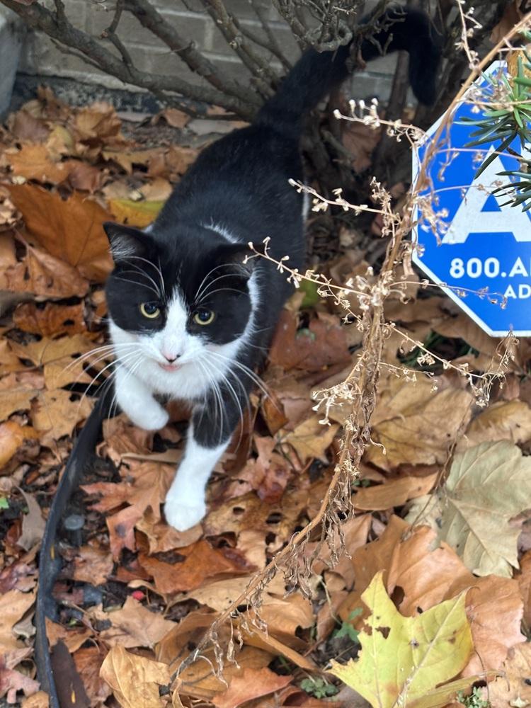 Enlarge DJ Oreo McFlurry (FIV+), a Adoptable mixed breed in Plymouth, MI image 3/5