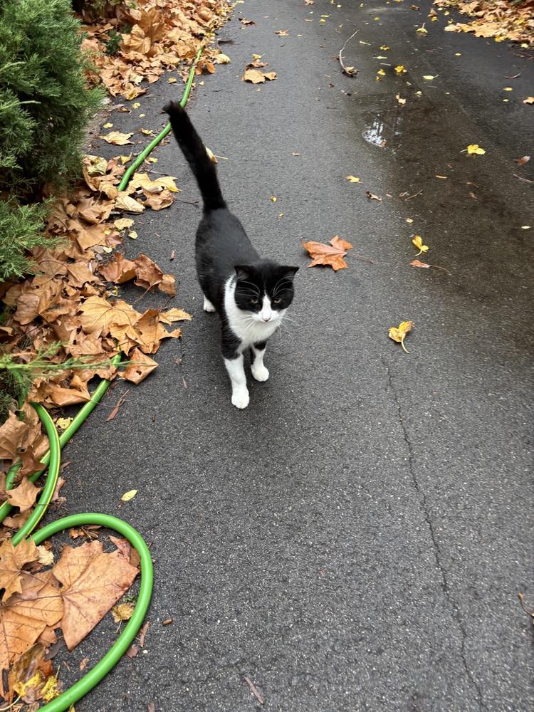 Enlarge DJ Oreo McFlurry (FIV+), a Adoptable mixed breed in Plymouth, MI image 5/5