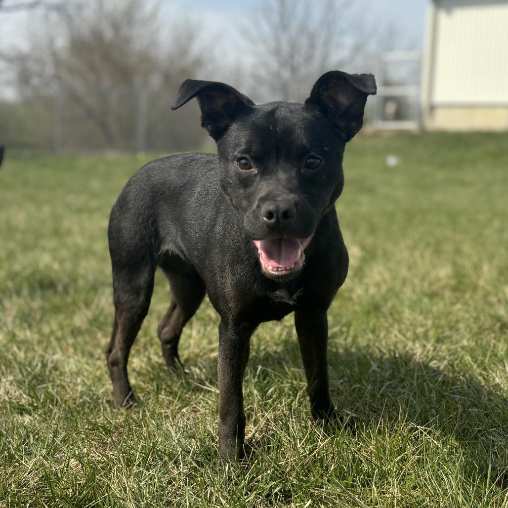 Enlarge Ramona, a Adoptable Mixed Breed in Marshalltown, IA image 1/3