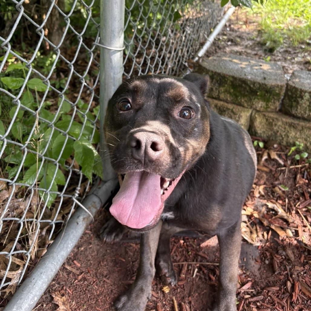 Enlarge Ramona, a Adoptable Mixed Breed in Marshalltown, IA image 2/3