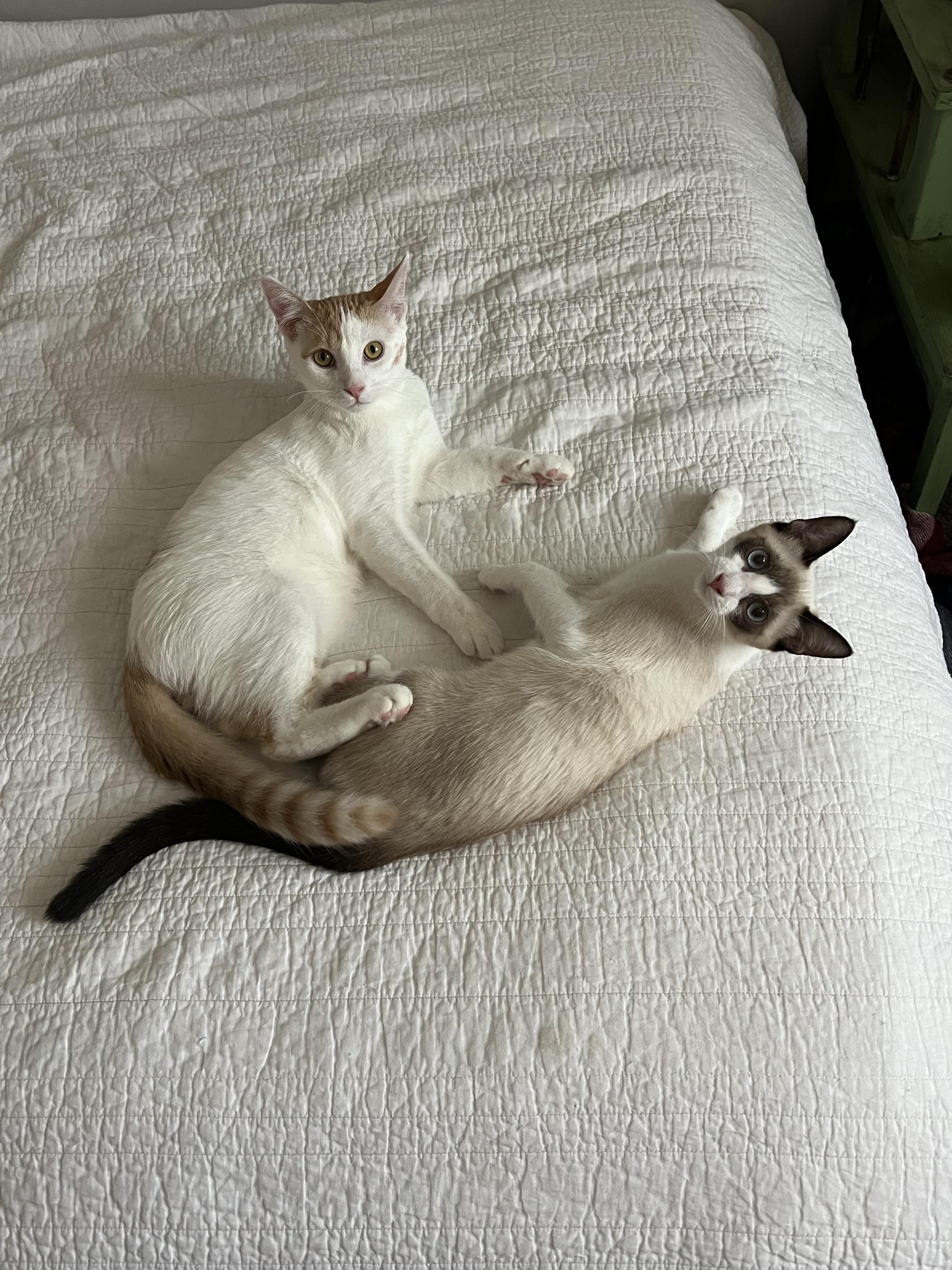 Rose & Axel, adopted, Young Female Siamese.
